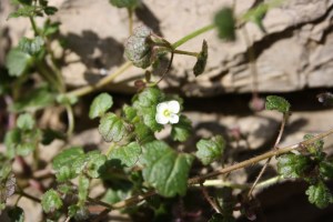 Veronica cymbalaria1